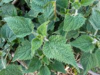 Berita terbaru hari ini: Tanaman Gympie-gympie