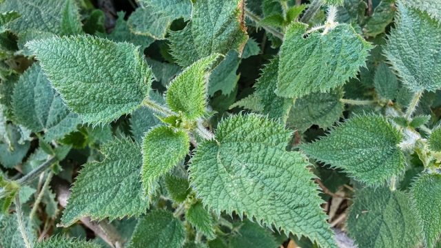 Berita terbaru hari ini: Tanaman Gympie-gympie