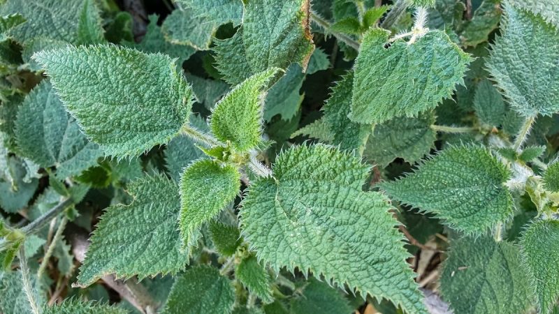 Berita terbaru hari ini: Tanaman Gympie-gympie