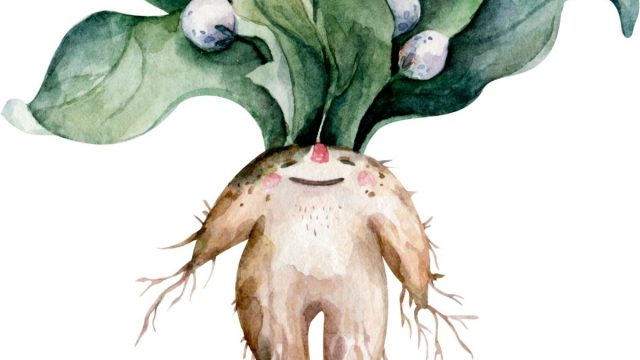 Berita terbaru hari ini: tanaman Mandreka merupakan tanaman yang bentuknya menyerupai manusia, beracun namun dijadikan sebagai obat herbal.