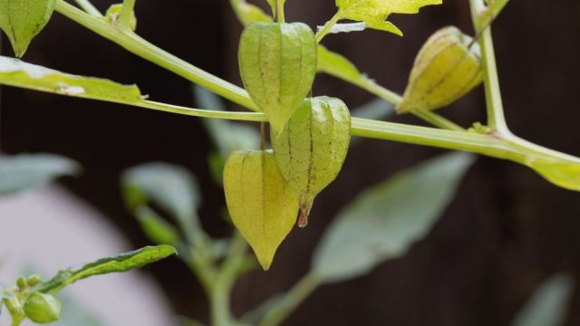 Berita terbaru hari ini: Manfaat buah ciplukan