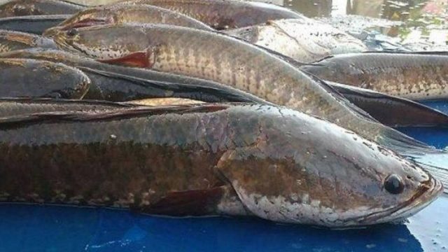 Berita terbaru hari ini: Ikan Gabus Obat diabetes