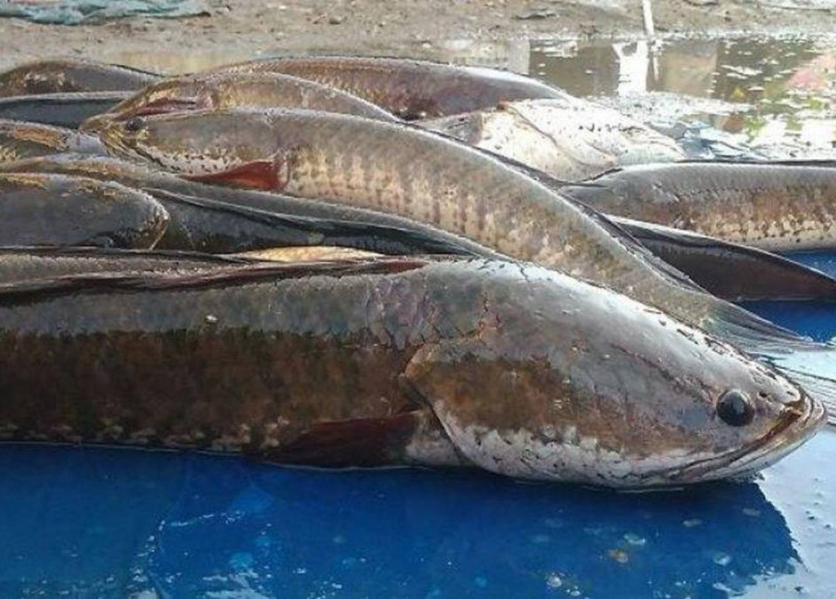 Berita terbaru hari ini: Ikan Gabus Obat diabetes