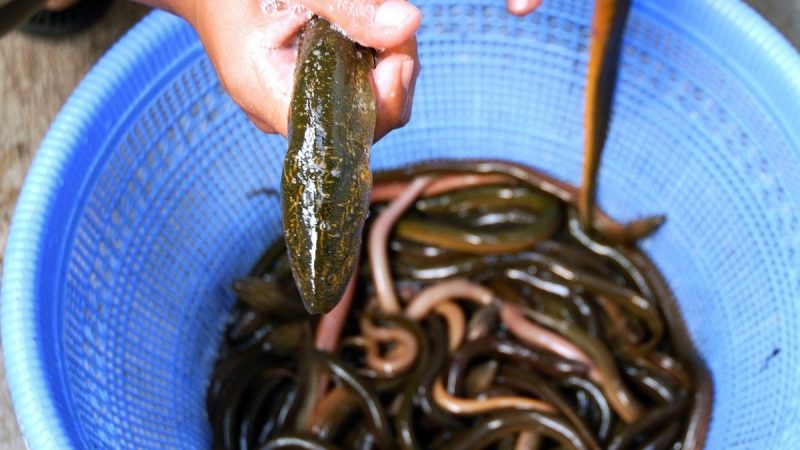 Ikan Sidat Punya Kandungan Gizi Berlimpah yang Kalahkan Ikan Salmon