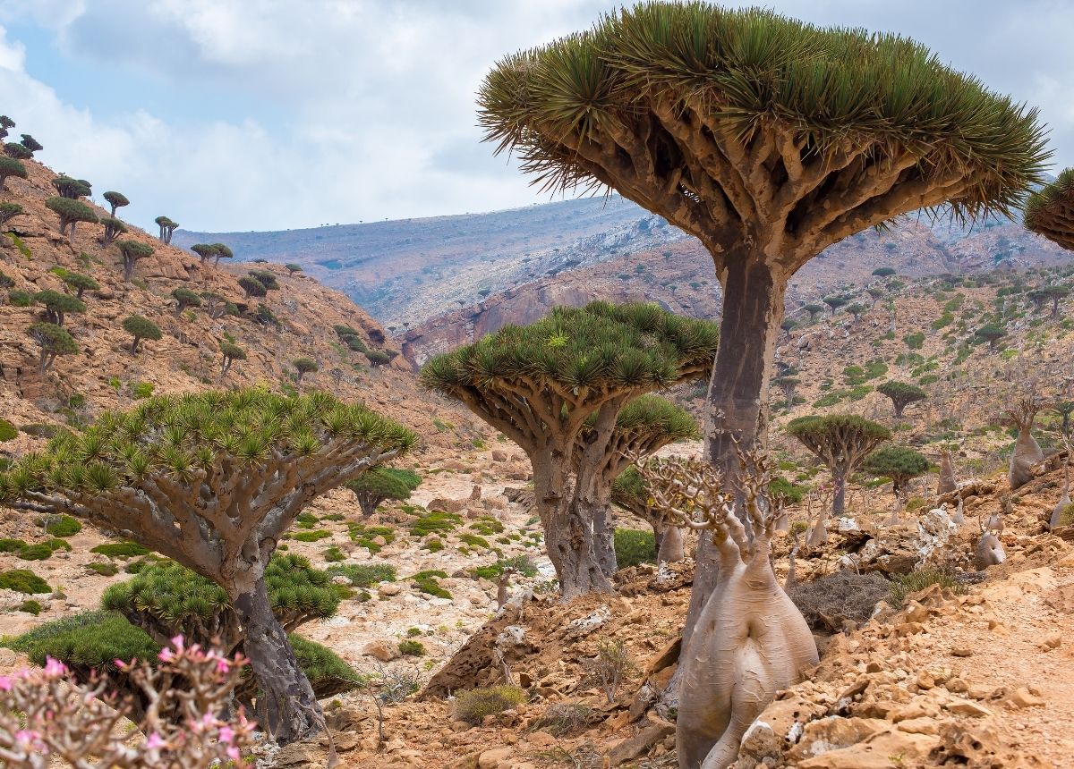 Pulau Terpencil Socotra, Tempat Alien Serta Tumbuhan dan Hewan Aneh 4 Pulau Socotra