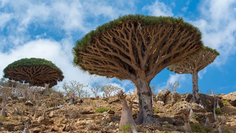 Pulau Socotra