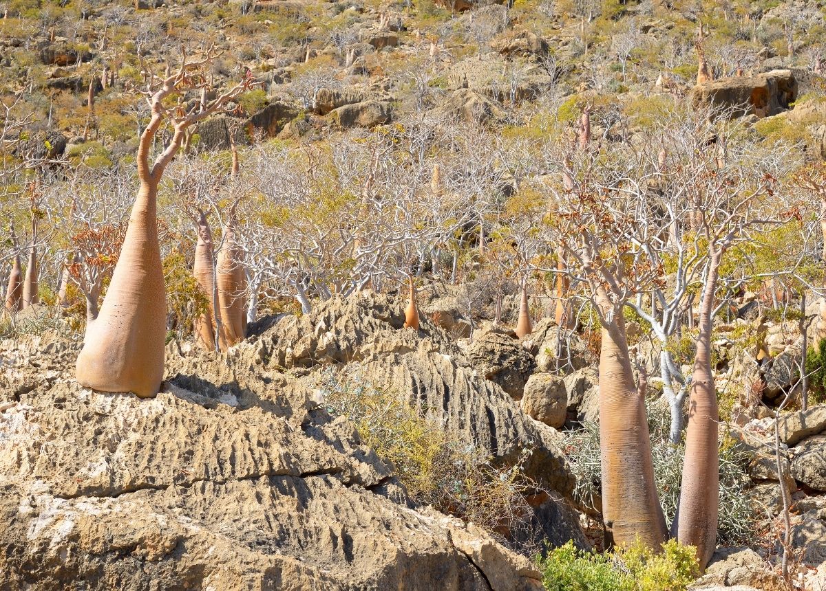 Pulau Terpencil Socotra, Tempat Alien Serta Tumbuhan dan Hewan Aneh 3 Pulau Socotra