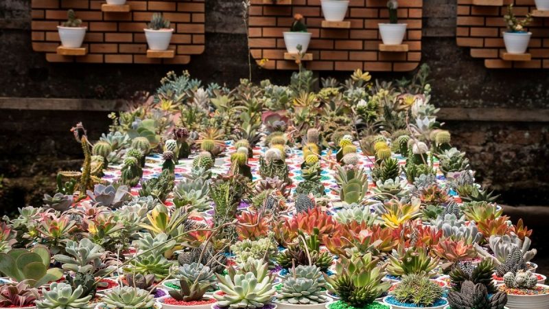 Manfaat Garam untuk Tanaman