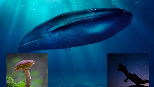 Organisme terbesar di dunia ternyata bukan paus biru atau dinosaurus, tapi jamur dengan nama ilmiah Armillaria Ostoyae atau jamur madu.