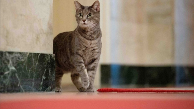 Berita terkini, terbaru, dan berita pilihan hari ini: Inilah kucing Willow. Kucing yang diklaim sebagai kucing paling populer di dunia saat ini 