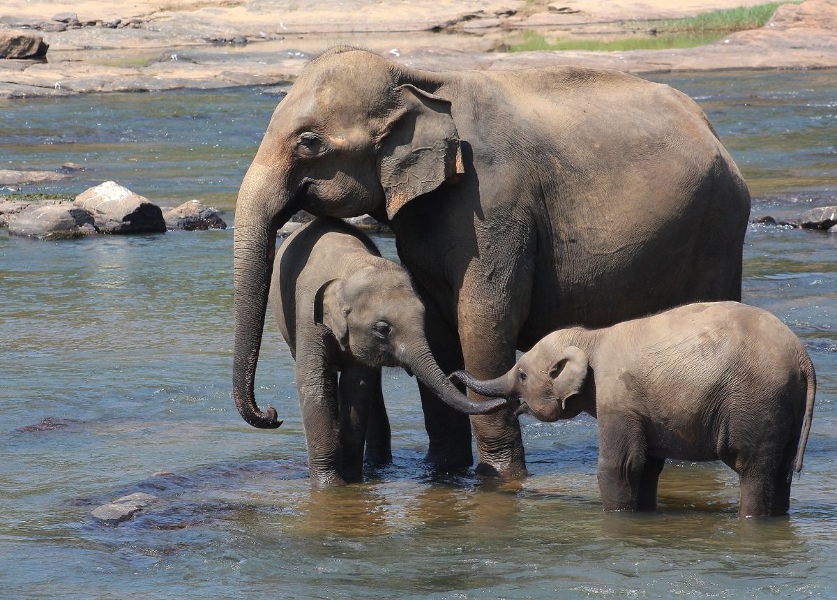 7 Hewan Paling Berbahaya dan Mematikan di Asia