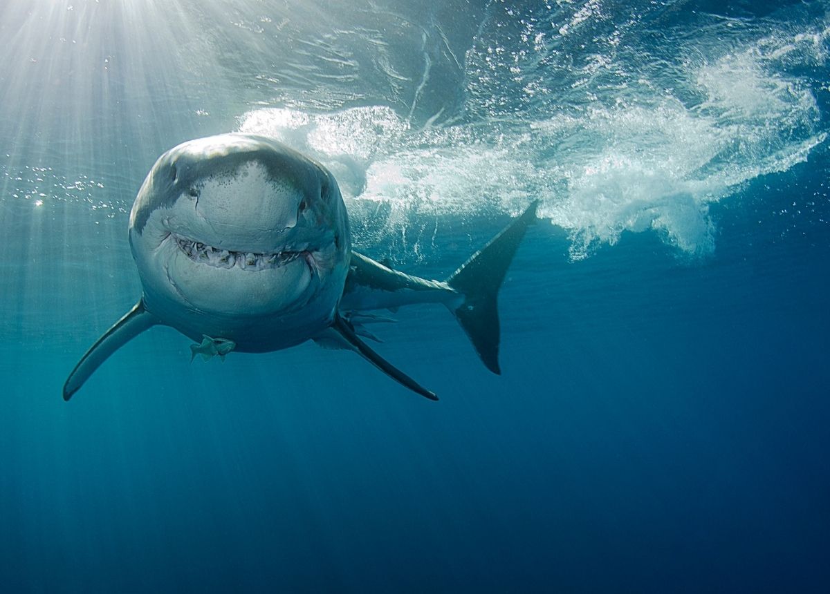 7 Hewan Paling Berbahaya dan Mematikan di Asia