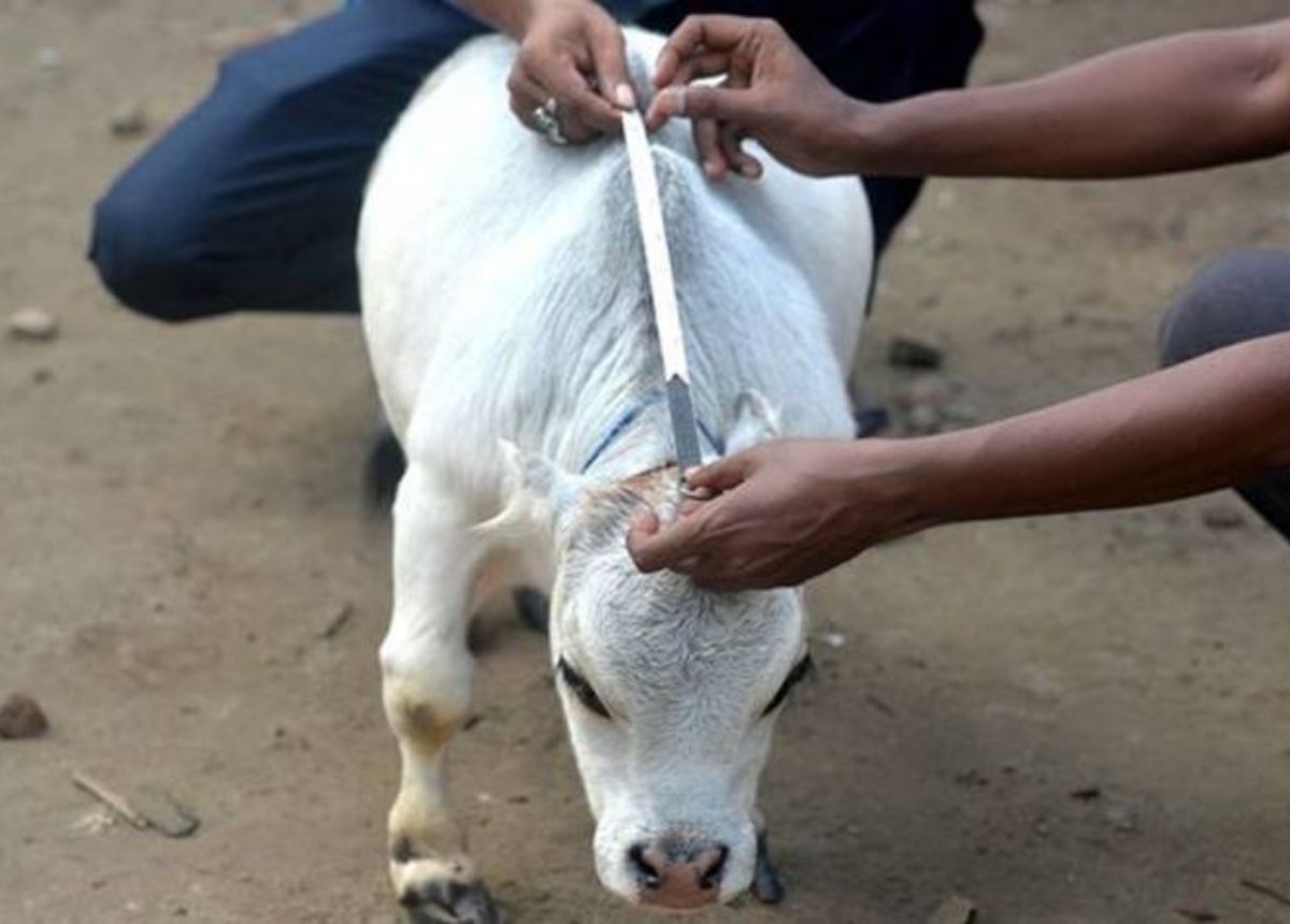 Ini Sapi Terkecil di Dunia, Cuma 20 Inci 2 Berita terkini, terbaru dan berita pilihan hari ini: Sapi di Bangladesh dinobatkan oleh Guinness World Records sebagai sapi terkecil di dunia yang memiliki ukuran setinggi 20 inci.