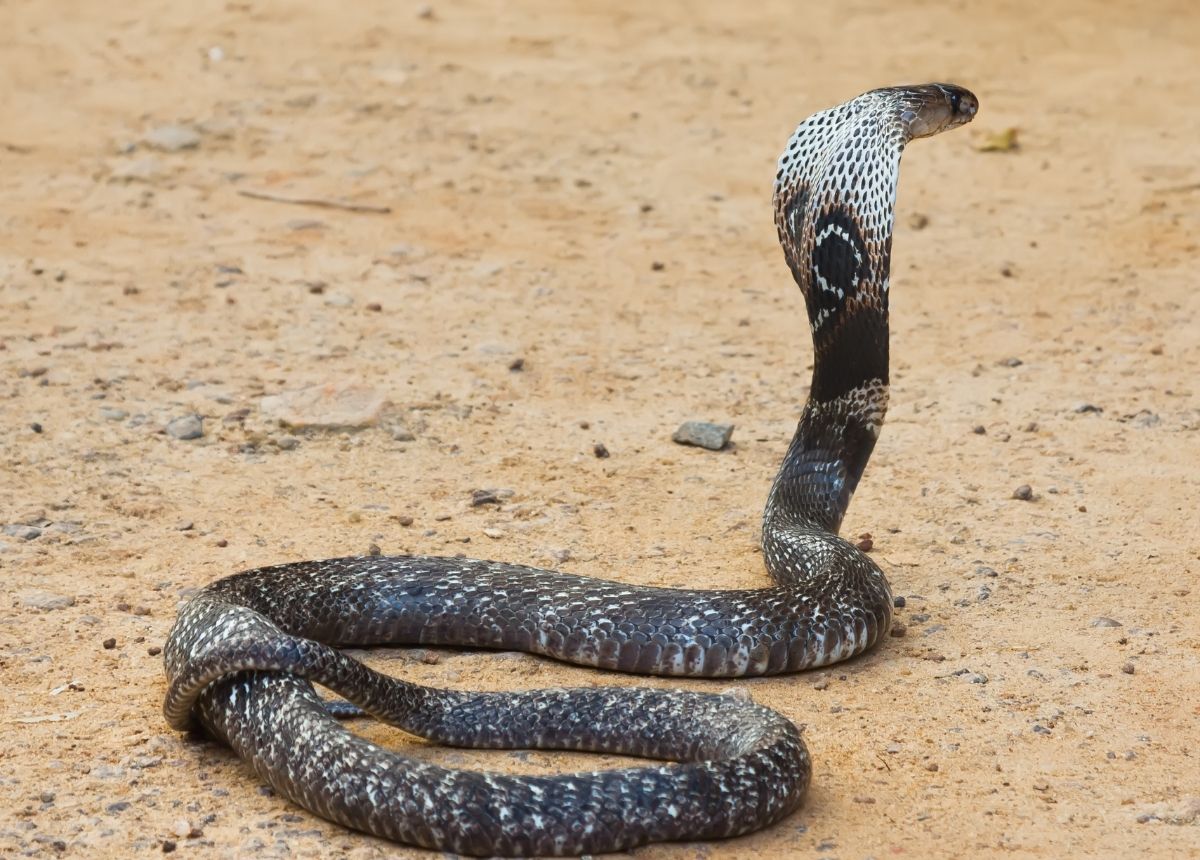 7 Hewan Paling Berbahaya dan Mematikan di Asia