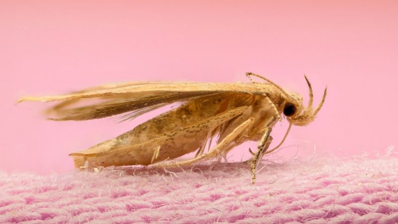 Hewan seperti lebah, laron, merupakan hewan yang hanya bisa bertahan dalam waktu 1 malam jika tidak mendapatkan pasangan alias jomblo.