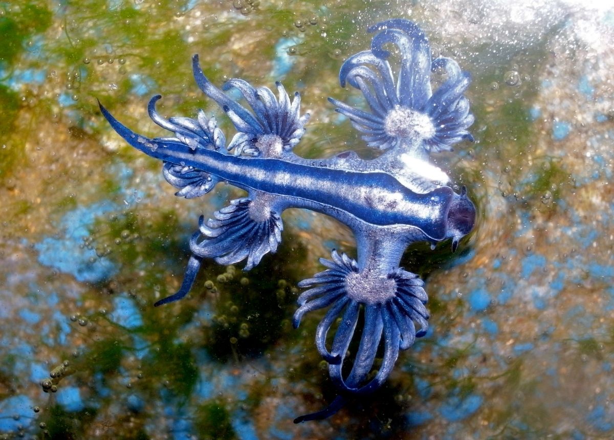 Berita terbaru, terkini dan berita pilihan hari ini: Glaucus Atlanticus atau siput laut naga biru memiliki warna dan bentuk yang menarik. Tapi hati-hati terhadap sengatannya.