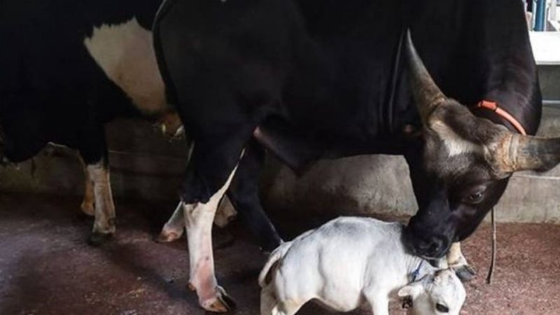 Berita terkini, terbaru dan berita pilihan hari ini: Sapi di Bangladesh dinobatkan oleh Guinness World Records sebagai sapi terkecil di dunia yang memiliki ukuran setinggi 20 inci.