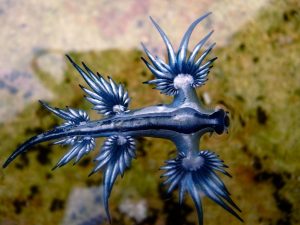 Berita terbaru, terkini dan berita pilihan hari ini: Glaucus Atlanticus atau siput laut naga biru memiliki warna dan bentuk yang menarik. Tapi hati-hati terhadap sengatannya.