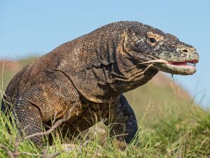 7 Hewan Paling Berbahaya dan Mematikan di Asia