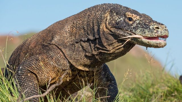 7 Hewan Paling Berbahaya dan Mematikan di Asia