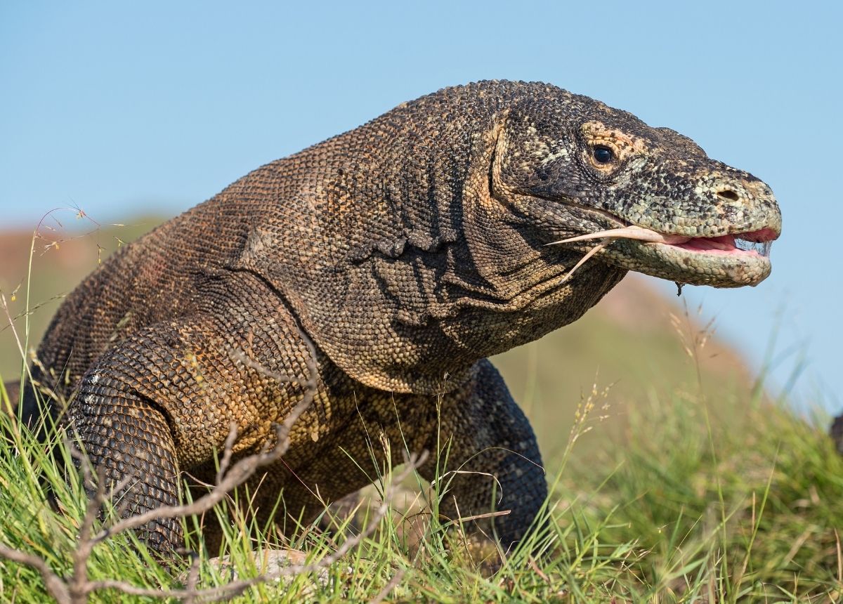 7 Hewan Paling Berbahaya dan Mematikan di Asia