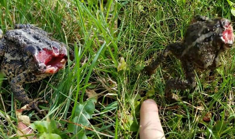 Berita terkini, terbaru, dan berita pilihan hari ini: Seorang pria dibuat ketakutan lantaran menemukan katak zombie tanpa kepala yang masih hidup dan bisa melompat.