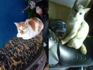 Berita gaya hidup, kesehatan, dan tips terbaru hari ini: Kucing ternyata suka mencakar dan merobek jok motor kita, apa penyebabnya?