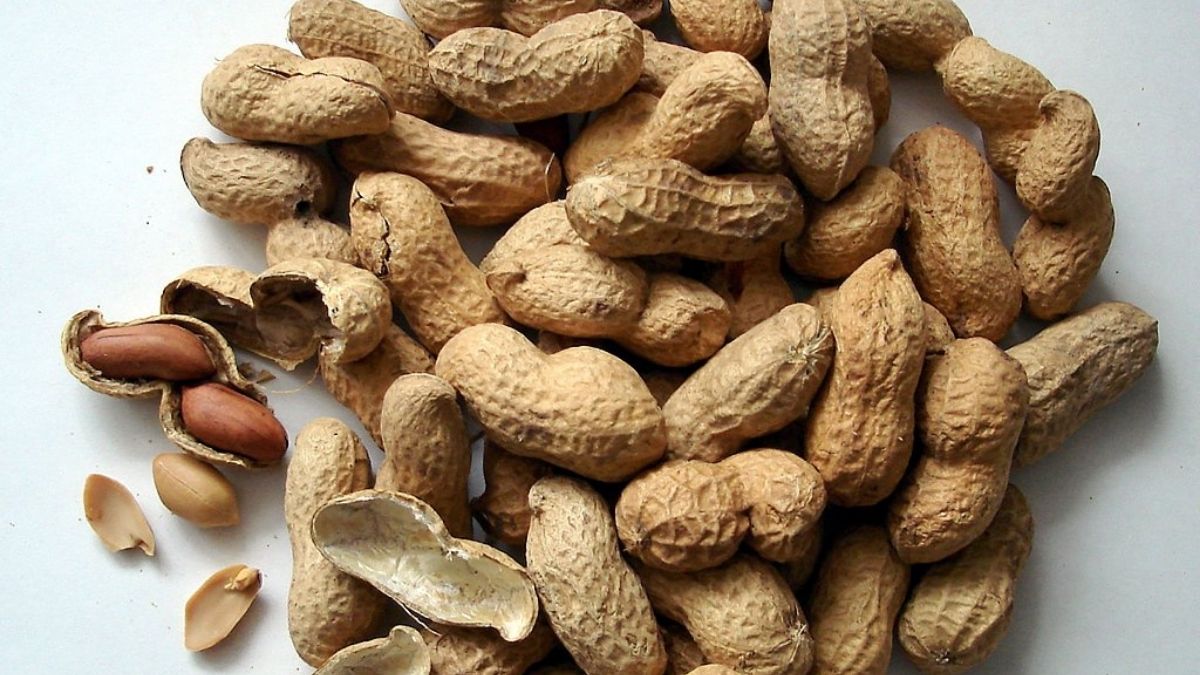 Info kesehatan: Kacang tanah banyak dipercaya orang menyebabkan timbulnya jerawat, ternyata ini penjelasannya.