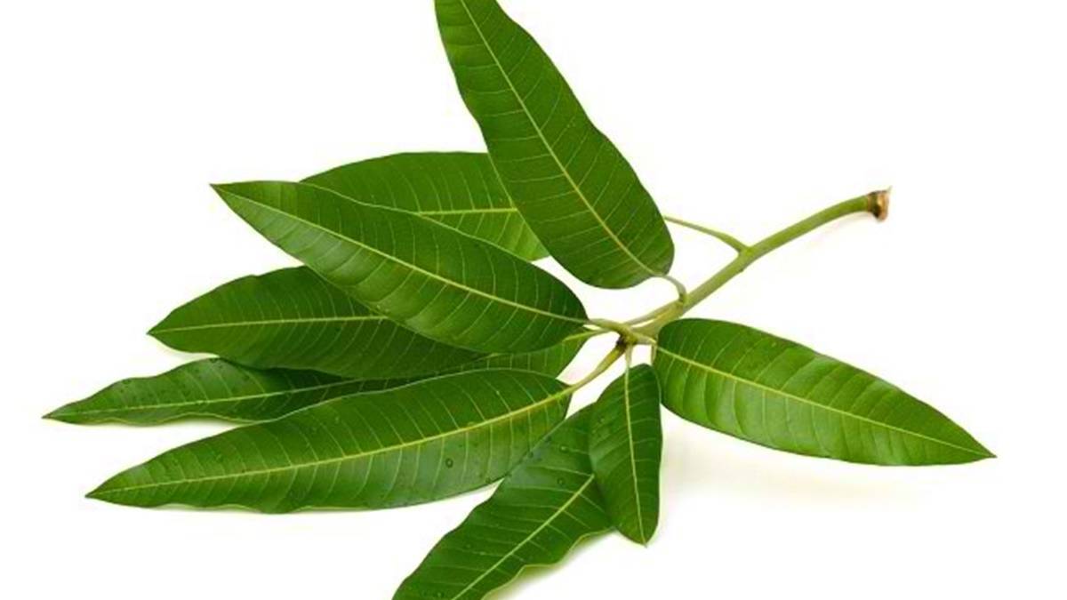 5 Ramuan Obat Herbal Alami Menurunkan Kadar Gula Darah 7 Lampiran Gambar