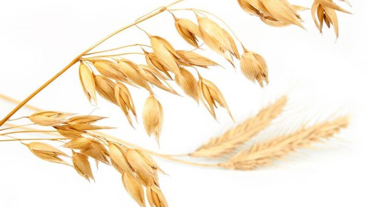 5 Ramuan Obat Herbal Alami Menurunkan Kadar Gula Darah 10 Lampiran Gambar