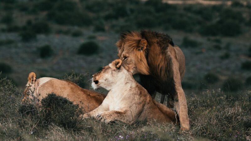 Berita terkini, terbaru, dan berita pilihan hari ini: Pria yang mengaku-ngaku nabi ini mendapat karma. Singa lapar menerkamnya