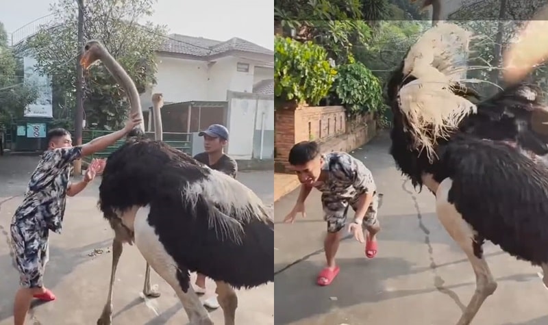 Burung Unta Peliharaan Ngamuk, Irfan Hakim Alami Luka di Perut dan Punggung 2 Lampiran Gambar