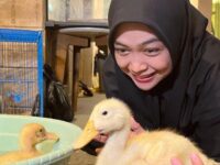 Berita artis: Ria Ricis mengaku alami ngidam ingin memelihara bebek, ia sampai ingin membawa bebek ke kamar untuk dibawa tidur.