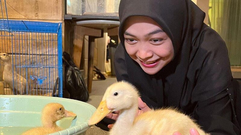 Berita artis: Ria Ricis mengaku alami ngidam ingin memelihara bebek, ia sampai ingin membawa bebek ke kamar untuk dibawa tidur.