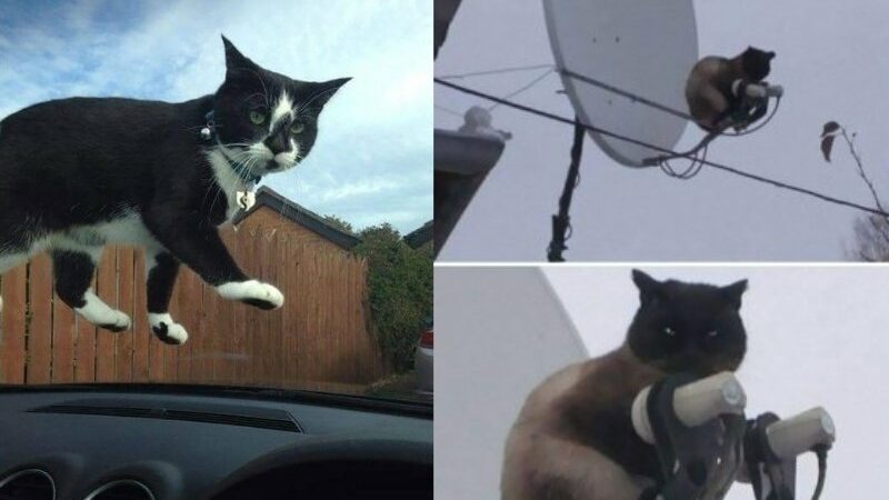 Kucing memang menggemaskan, tingkahnya yang kadang di luar nalar membuat banyak orang terheran-heran tapi juga terpingkal-pingkal.