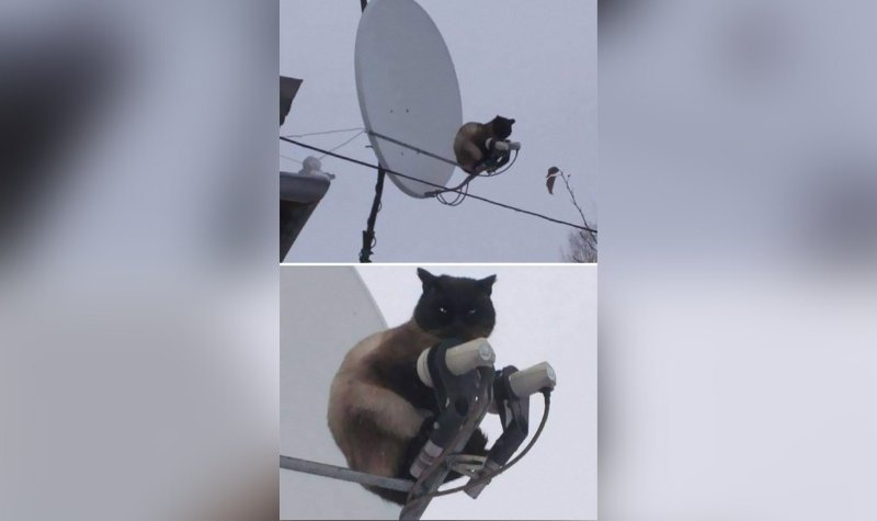 7 Momen Seram Tapi Lucu Kucing yang Tertangkap Kamera 8 Lampiran Gambar