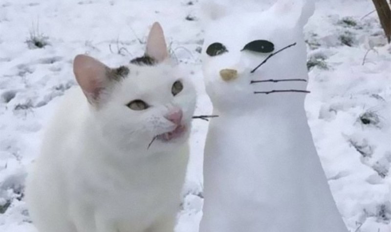 7 Momen Seram Tapi Lucu Kucing yang Tertangkap Kamera 9 Lampiran Gambar