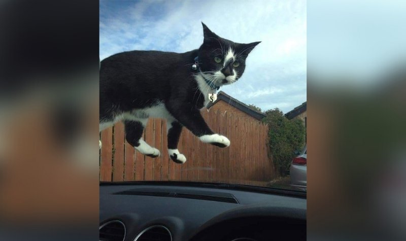 7 Momen Seram Tapi Lucu Kucing yang Tertangkap Kamera 11 Lampiran Gambar