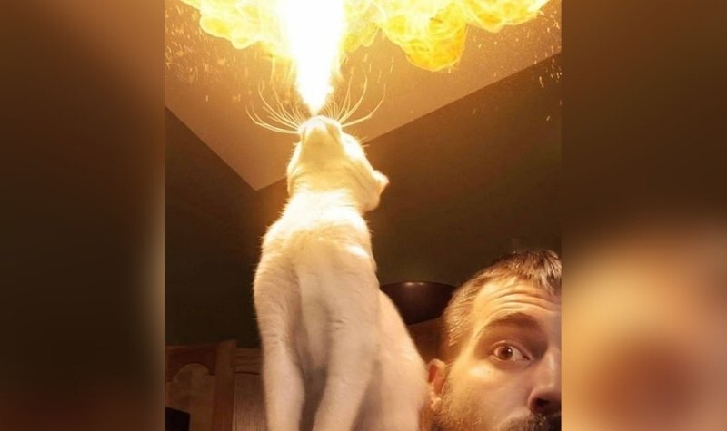 7 Momen Seram Tapi Lucu Kucing yang Tertangkap Kamera 10 Lampiran Gambar