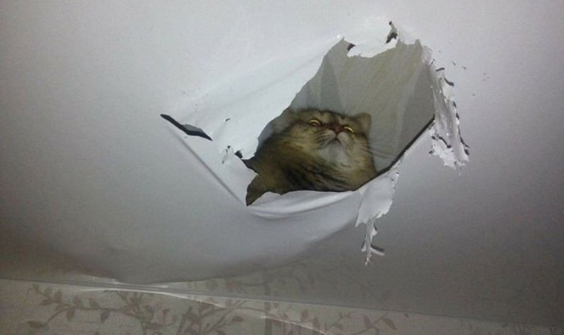 7 Momen Seram Tapi Lucu Kucing yang Tertangkap Kamera 14 Lampiran Gambar