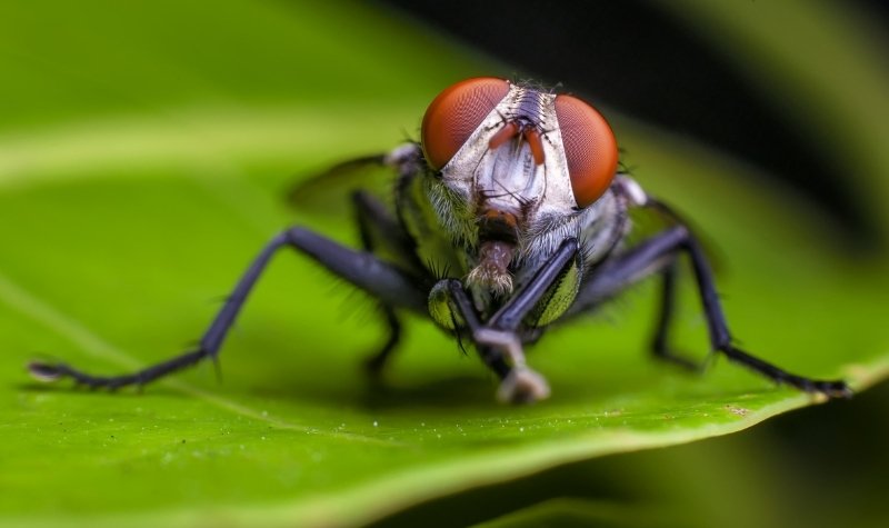Diduga Melanggar Hak Asasi Lalat, Instalasi Seni Kontroversial Ini Dihapus 3 Lampiran Gambar