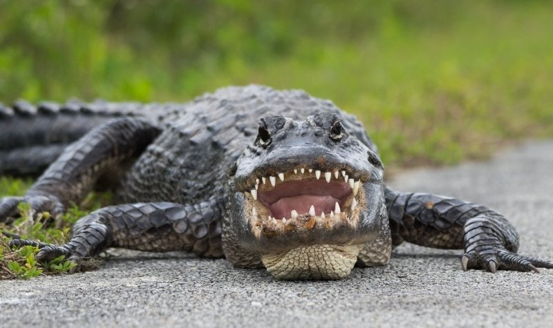 Seorang wanita tua meregang nyawa setelah dimangsa oleh buaya di kolam dekat rumahnya. Insiden ini sudah ketiga kalinya terjadi di Florida.