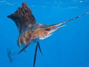 Seorang wanita tua dilarikan ke rumah sakit setelah seekor ikan layar raksasa melompat dari laut dan menikamnya di pangkal kakinya.