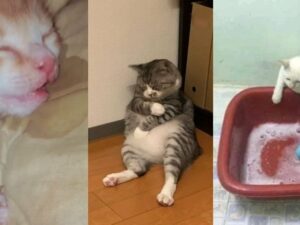 Tidak ada yang tidak sepakat bahwa kucing sangat yang menggemaskan. Tingkah konyolnya selalu berhasil membuat siapa saja tertawa geli.