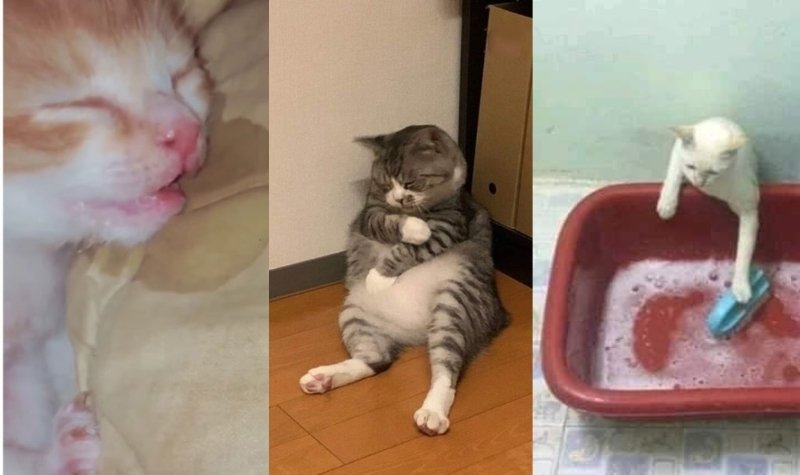 Tidak ada yang tidak sepakat bahwa kucing sangat yang menggemaskan. Tingkah konyolnya selalu berhasil membuat siapa saja tertawa geli.