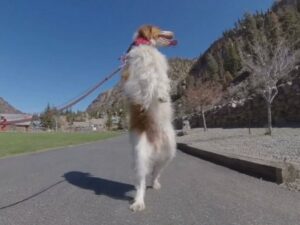 Dexter, anjing malang yang kehilangan kakinya akibat kecelakaan. Namun menginspirasi karena usahanya untuk berjalan seperti manusia.