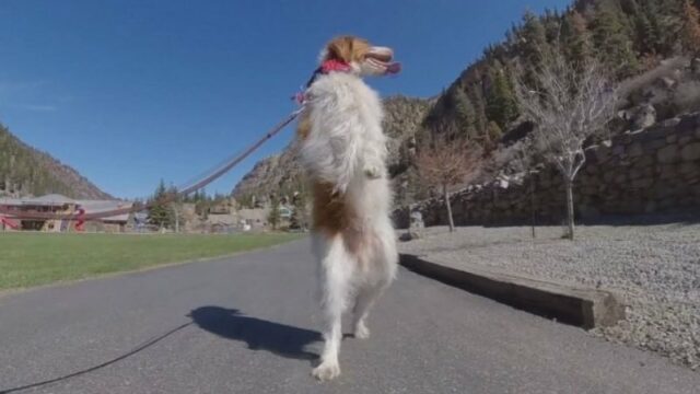 Dexter, anjing malang yang kehilangan kakinya akibat kecelakaan. Namun menginspirasi karena usahanya untuk berjalan seperti manusia.