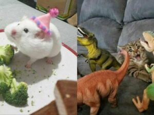 Ada banyak tingkah laku hewan yang dapat kita amati. Ketika sedang bersenang-senang mereka akan menunjukkan gelagat yang aneh.