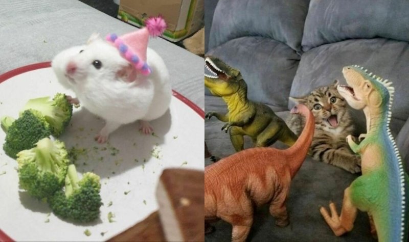 Ada banyak tingkah laku hewan yang dapat kita amati. Ketika sedang bersenang-senang mereka akan menunjukkan gelagat yang aneh.