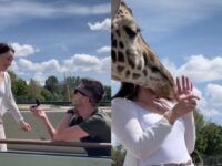 Sepasang kekasih yang ingin menciptakan momen romantis saat lamaran malah diganggu oleh seekor jerapah yang tiba-tiba menyeruduk.